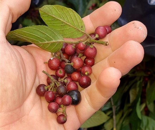 Estamos trabajando en la recolección de semillas para producir árboles  frutales de Santol o Chupete. - Municipalidad de Puerto Cortés