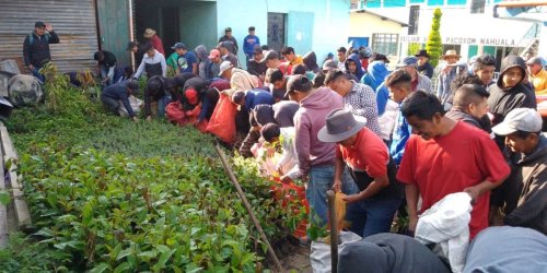 AMSCLAE contribuye con 10,000 plántulas para la conservación de la Cuenca del Lago Atitlán