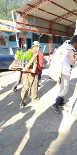 AMSCLAE contribuye con 10,000 plántulas para la conservación de la Cuenca del Lago Atitlán