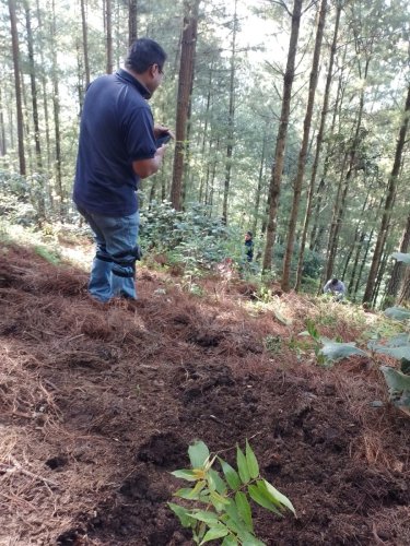 AMSCLAE contribuye con 10,000 plántulas para la conservación de la Cuenca del Lago Atitlán