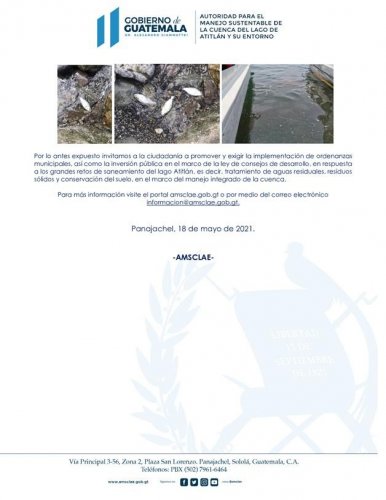 Reporte peces muertos en orillas del lago Atitlán