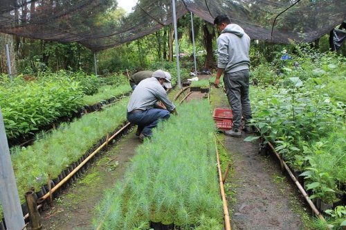 AMSCLAE y MAGA entregan 2320 plántulas para reforestar zonas de recarga hídrica 