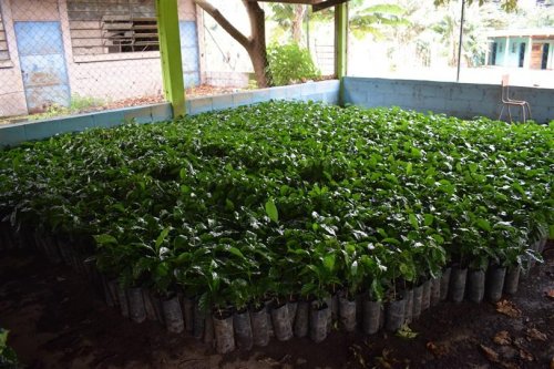 6000 plántulas de café son entregadas a beneficiarios del municipio de San Juan la Laguna