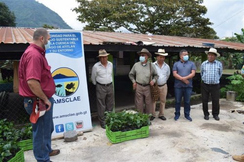 6000 plántulas de café son entregadas a beneficiarios del municipio de San Juan la Laguna