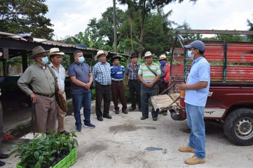 6000 plántulas de café son entregadas a beneficiarios del municipio de San Juan la Laguna