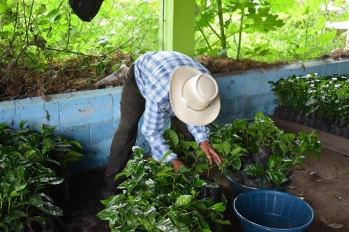 6000 plántulas de café son entregadas a beneficiarios del municipio de San Juan la Laguna