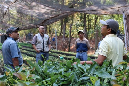 AMSCLAE entrega plantulas a beneficiarios de la cuenca del lago Atitlán