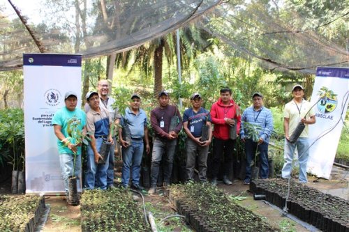 AMSCLAE entrega plantulas a beneficiarios de la cuenca del lago Atitlán