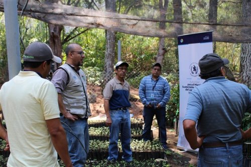 AMSCLAE entrega plantulas a beneficiarios de la cuenca del lago Atitlán