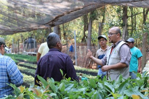 AMSCLAE entrega plantulas a beneficiarios de la cuenca del lago Atitlán