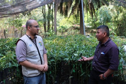 AMSCLAE entrega plantulas a beneficiarios de la cuenca del lago Atitlán