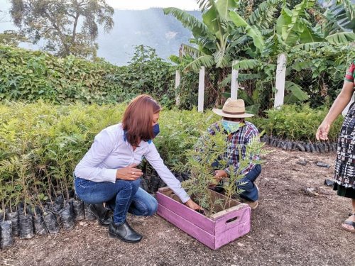 Alianza interinstitucional beneficiará a plantaciones de café en San Juan la Laguna