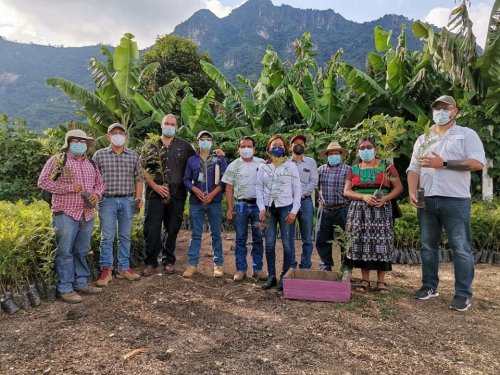 Alianza interinstitucional beneficiará a plantaciones de café en San Juan la Laguna