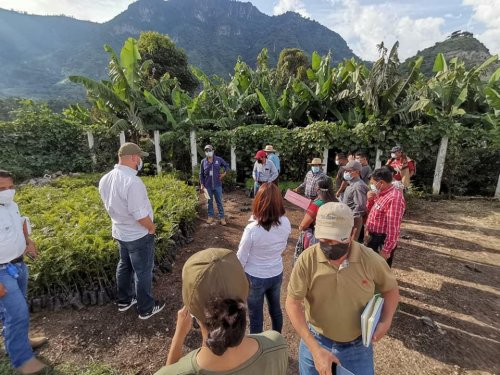 Alianza interinstitucional beneficiará a plantaciones de café en San Juan la Laguna