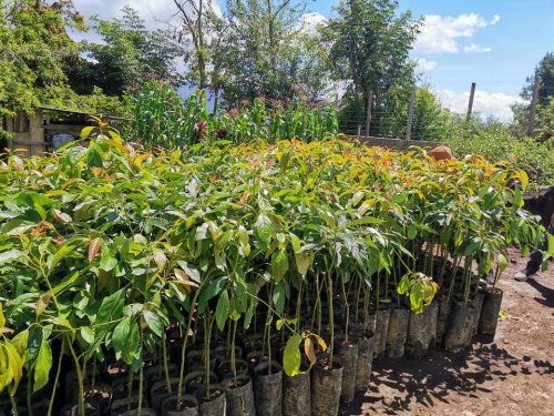 Agricultores de Santa Lucía Utatlán reciben plántulas de aguacate hass