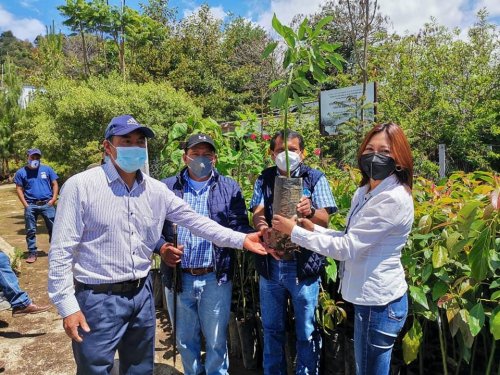 Agricultores de Santa Lucía Utatlán reciben plántulas de aguacate hass