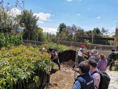 Agricultores de Santa Lucía Utatlán reciben plántulas de aguacate hass