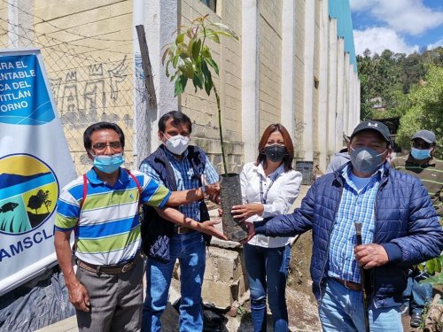 Agricultores de Santa Lucía Utatlán reciben plántulas de aguacate hass