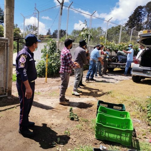 Agricultores de Santa Lucía Utatlán reciben plántulas de aguacate hass