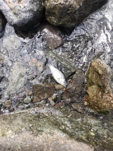 Reporte peces muertos en orillas del lago Atitlán