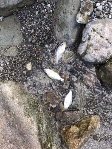 Reporte peces muertos en orillas del lago Atitlán