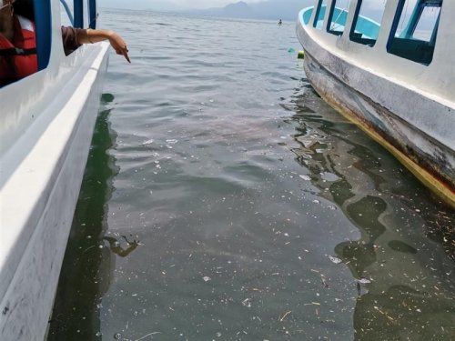 Reporte peces muertos en orillas del lago Atitlán