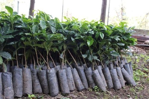 Caficultores beneficiarios establecerán prácticas de conservación de suelos en áreas susceptibles a la erosión