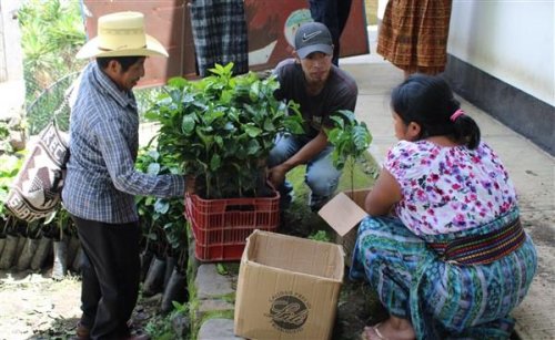 Caficultores beneficiarios establecerán prácticas de conservación de suelos en áreas susceptibles a la erosión