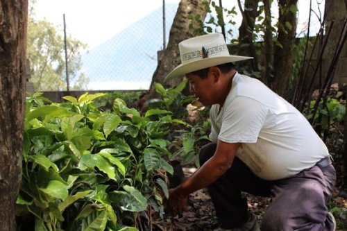 Caficultores beneficiarios establecerán prácticas de conservación de suelos en áreas susceptibles a la erosión