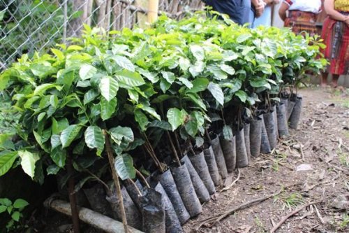 Caficultores beneficiarios establecerán prácticas de conservación de suelos en áreas susceptibles a la erosión