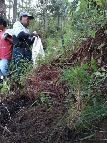 AMSCLAE y Municipalidad de Nahualá reforestan parte alta de la cuenca