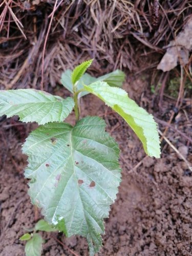 AMSCLAE y Municipalidad de Nahualá reforestan parte alta de la cuenca