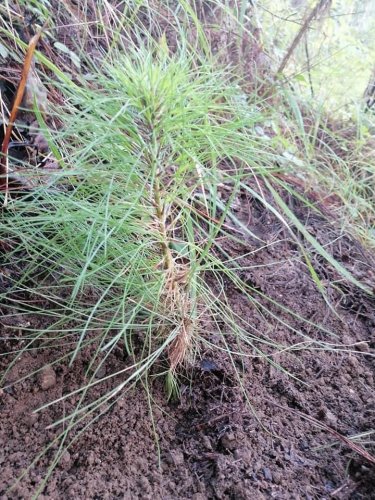 AMSCLAE y Municipalidad de Nahualá reforestan parte alta de la cuenca