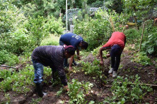 Compost Atitlán es aplicado a siembras en parcelas demostrativas 