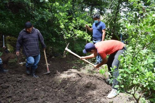 Compost Atitlán es aplicado a siembras en parcelas demostrativas 