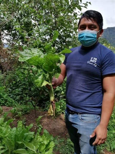 Compost Atitlán es aplicado a siembras en parcelas demostrativas 