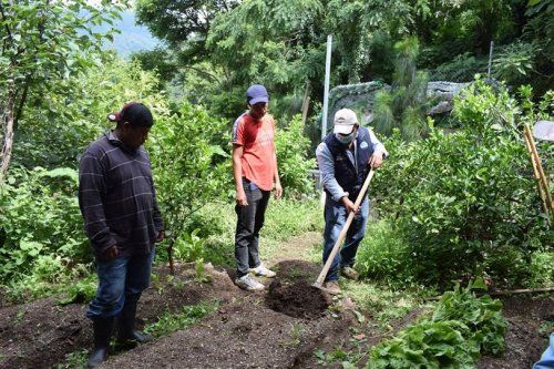 Compost Atitlán es aplicado a siembras en parcelas demostrativas 