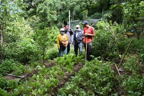 Compost Atitlán es aplicado a siembras en parcelas demostrativas 