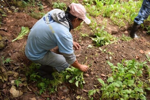 Compost Atitlán es aplicado a siembras en parcelas demostrativas 