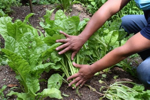 Compost Atitlán es aplicado a siembras en parcelas demostrativas 