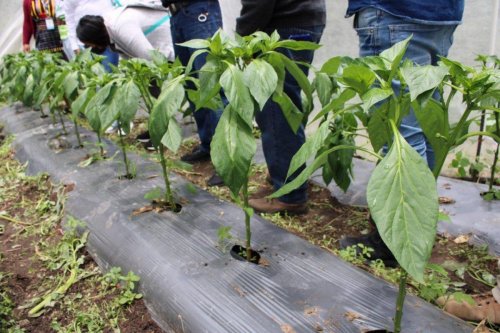 Lanzamiento oficial mejorador de Suelos "Compost Atitlán" 