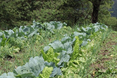 Lanzamiento oficial mejorador de Suelos "Compost Atitlán" 