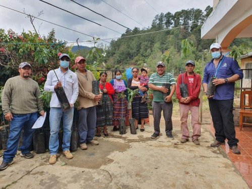 1600 plántulas son entregadas a la Municipalidad de Santa Lucía Utatlán para la implementación de sistemas agroforestales 