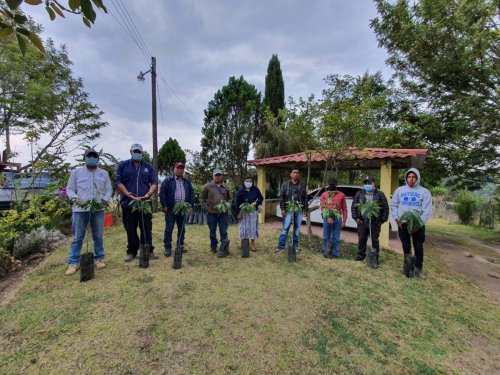 1600 plántulas son entregadas a la Municipalidad de Santa Lucía Utatlán para la implementación de sistemas agroforestales 