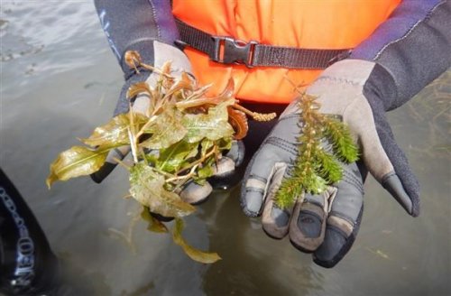 Monitoreo de Vegetación Acuática en el lago Atitlán 