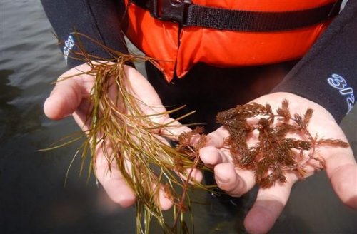 Monitoreo de Vegetación Acuática en el lago Atitlán 