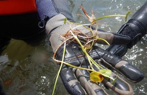 Monitoreo de Vegetación Acuática en el lago Atitlán 