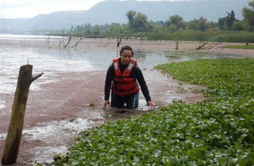 Monitoreo de Vegetación Acuática en el lago Atitlán 