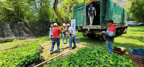 3600 plántulas de café son entregadas a agricultores beneficiarios de Santiago Atitlán