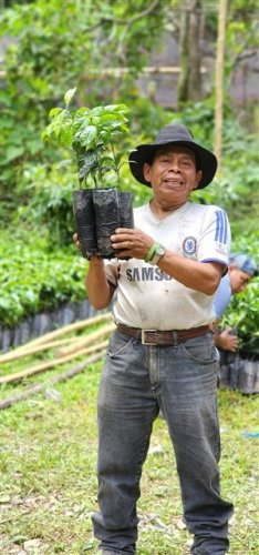 3600 plántulas de café son entregadas a agricultores beneficiarios de Santiago Atitlán